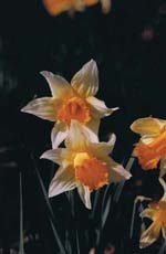 Bluetenpflanzen04142